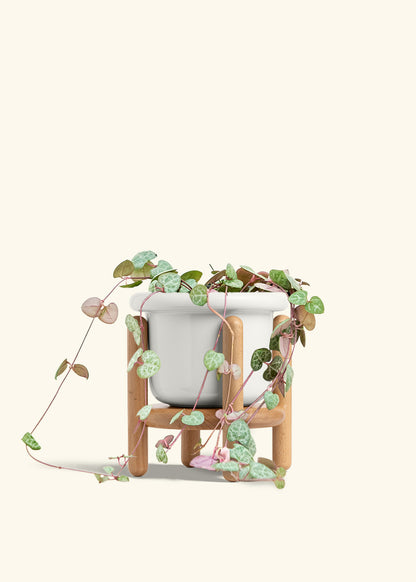 String of Hearts in a 6 inches Fat Lip White Planter in a Beech Wood Stand
