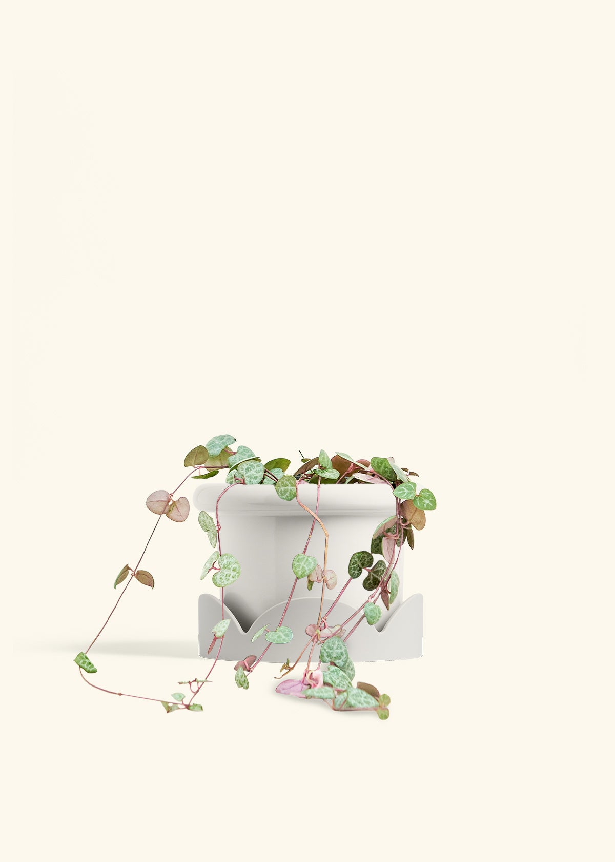String of Hearts in a 6 inches Fat Lip White Planter in a Oat Petal Drip Tray