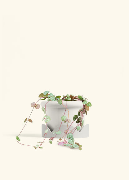 String of Hearts in a 6 inches Fat Lip White Planter in a Oat Petal Drip Tray