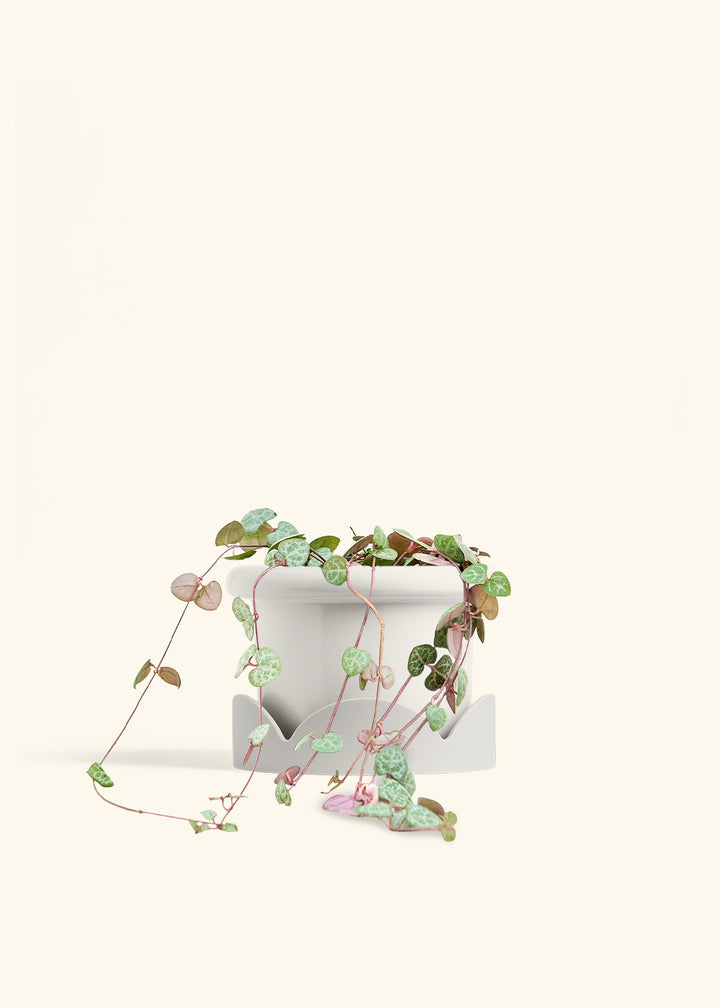 String of Hearts in a 6 inches Fat Lip White Planter in a Oat Petal Drip Tray