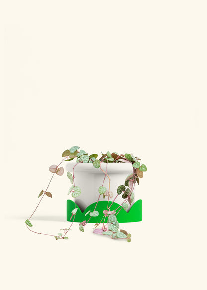 String of Hearts in a 6 inches Fat Lip White Planter in a Shamrock Petal Drip Tray