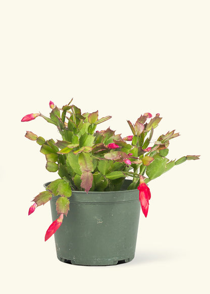 Christmas Cactus in a 6 inches grow pot