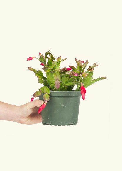 Christmas Cactus in a 6 inches grow pot
