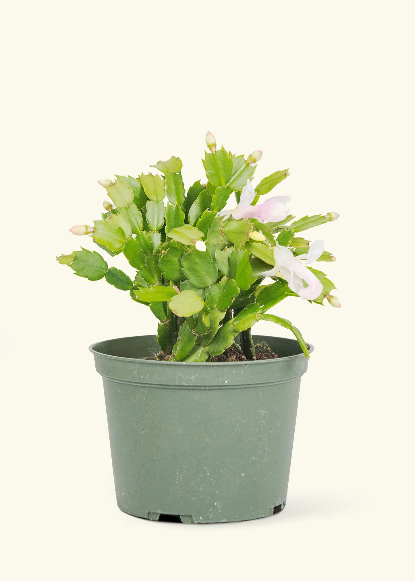 Christmas Cactus in a 6 inches grow pot