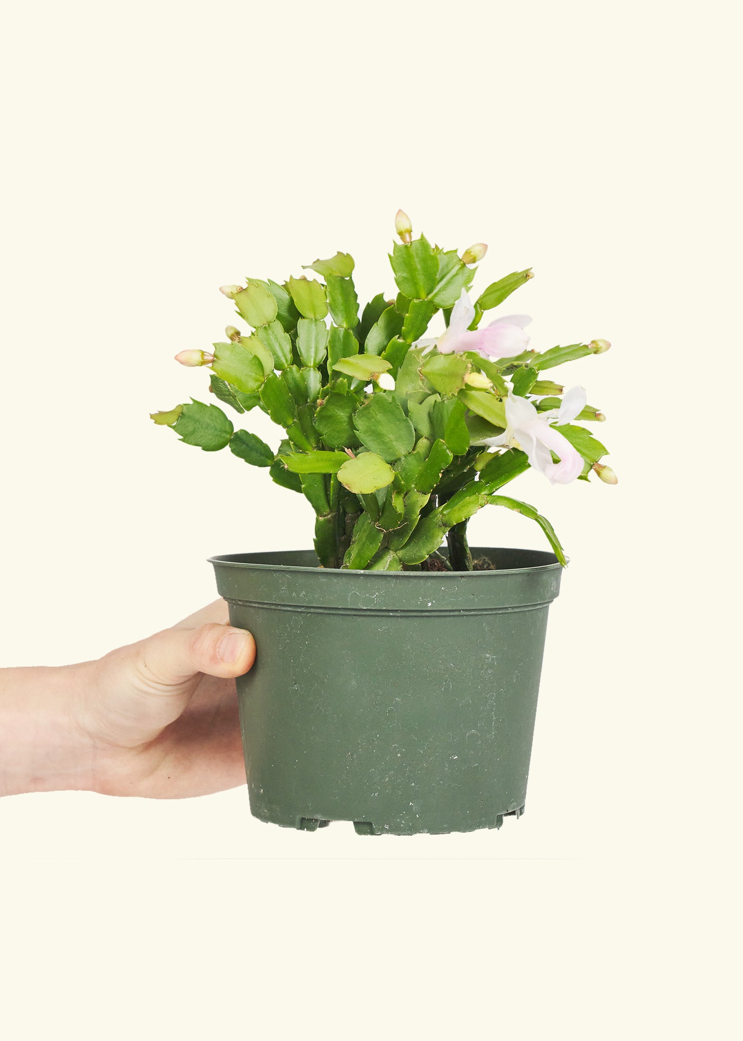 Christmas Cactus in a 6 inches grow pot