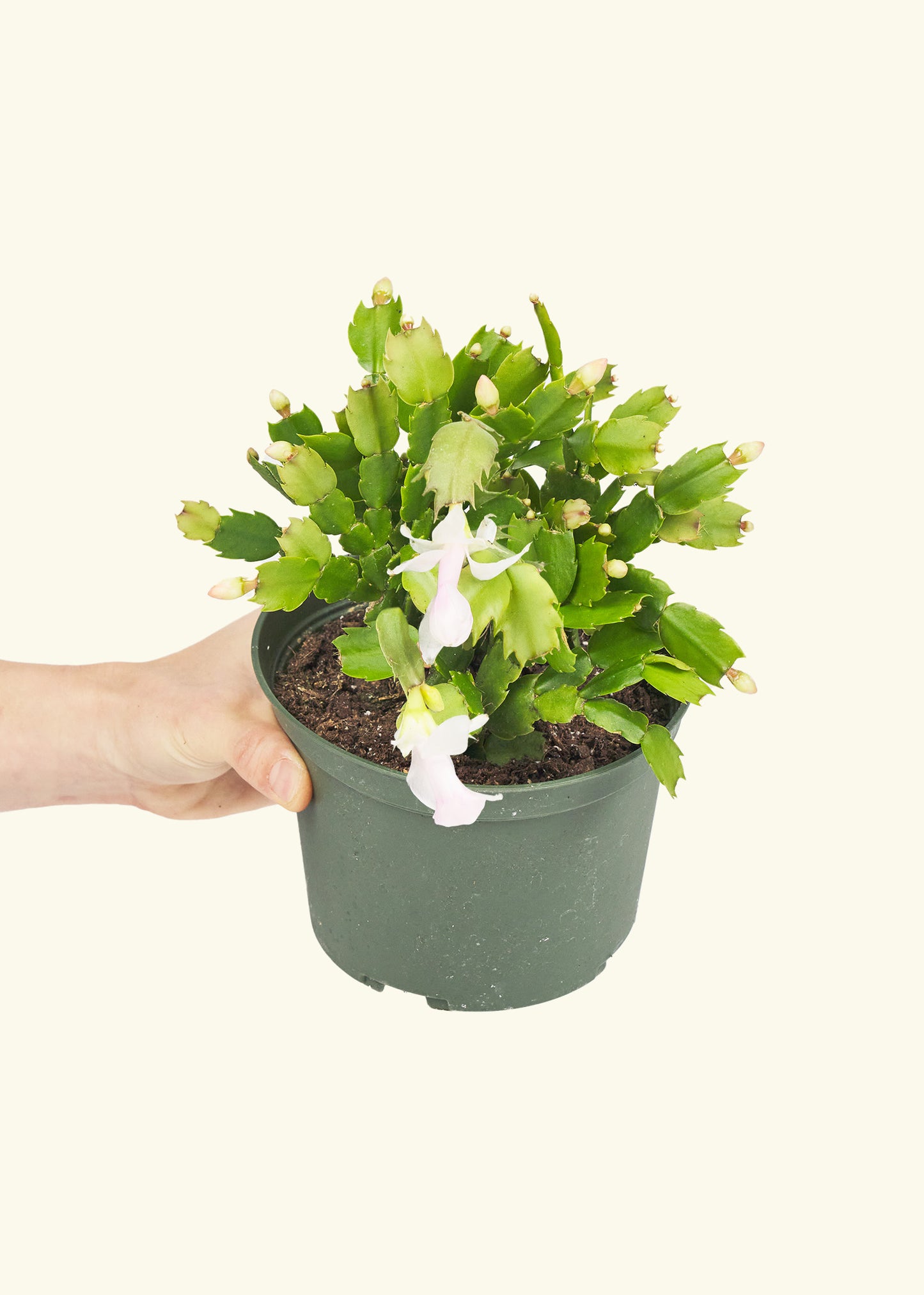 Christmas Cactus in a 6 inches grow pot
