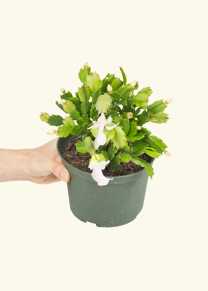 Christmas Cactus in a 6 inches grow pot