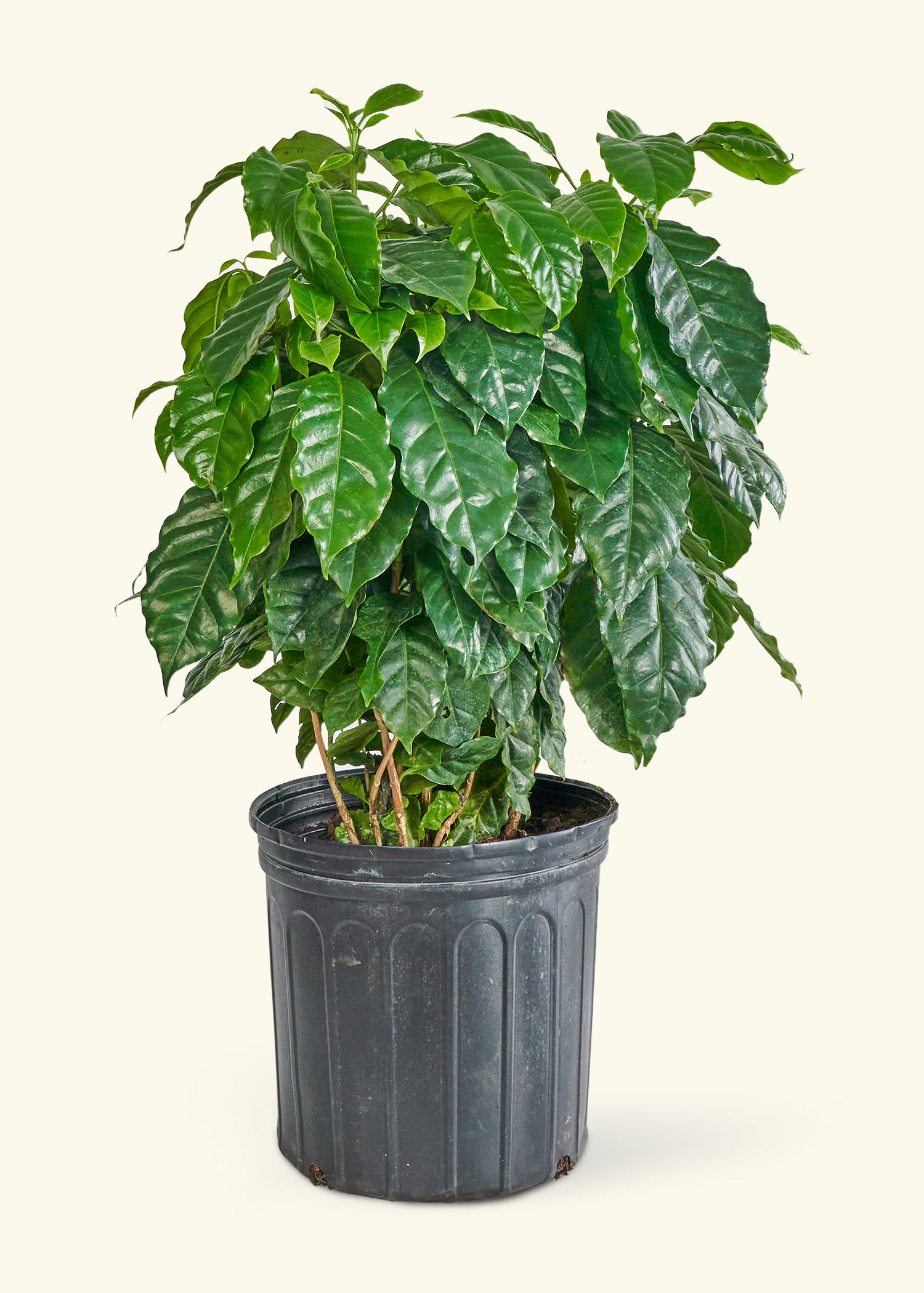is coffee good for plants in pots Coffee Plant