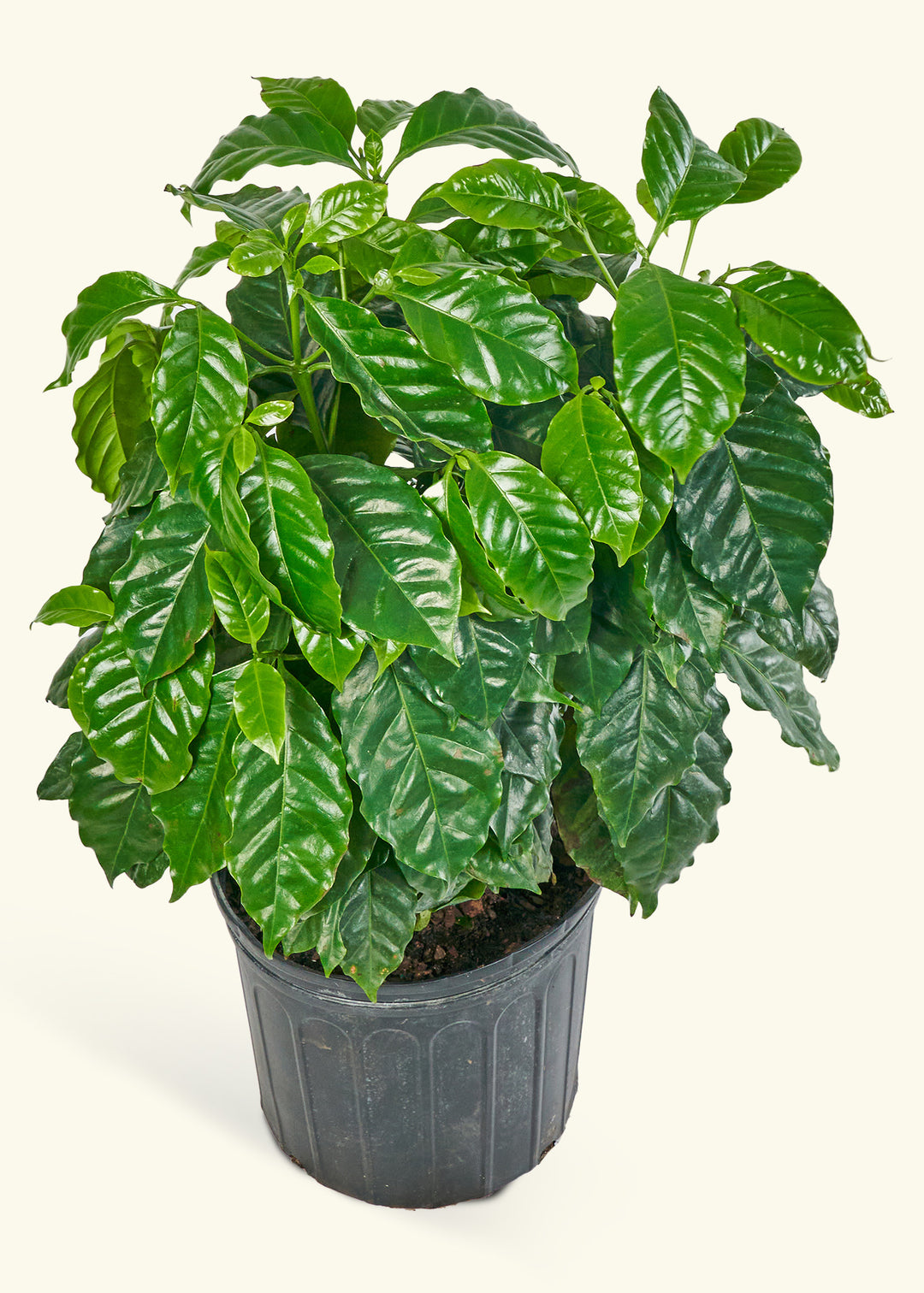 Coffee Plant in a 10 inches grow pot