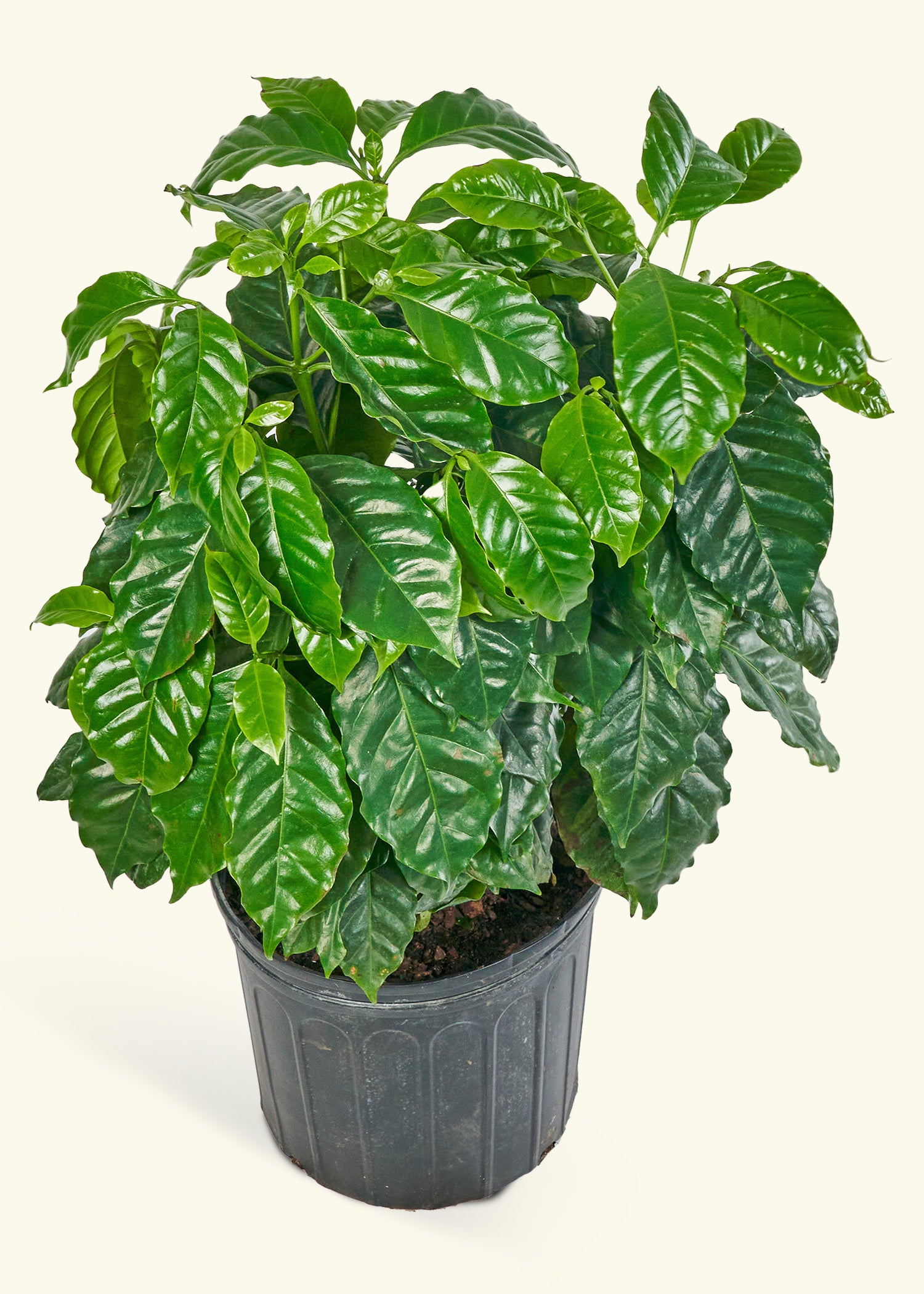 Coffee Plant in a 10 inches grow pot