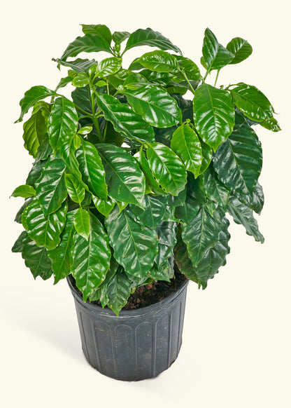 Coffee Plant in a 10 inches grow pot