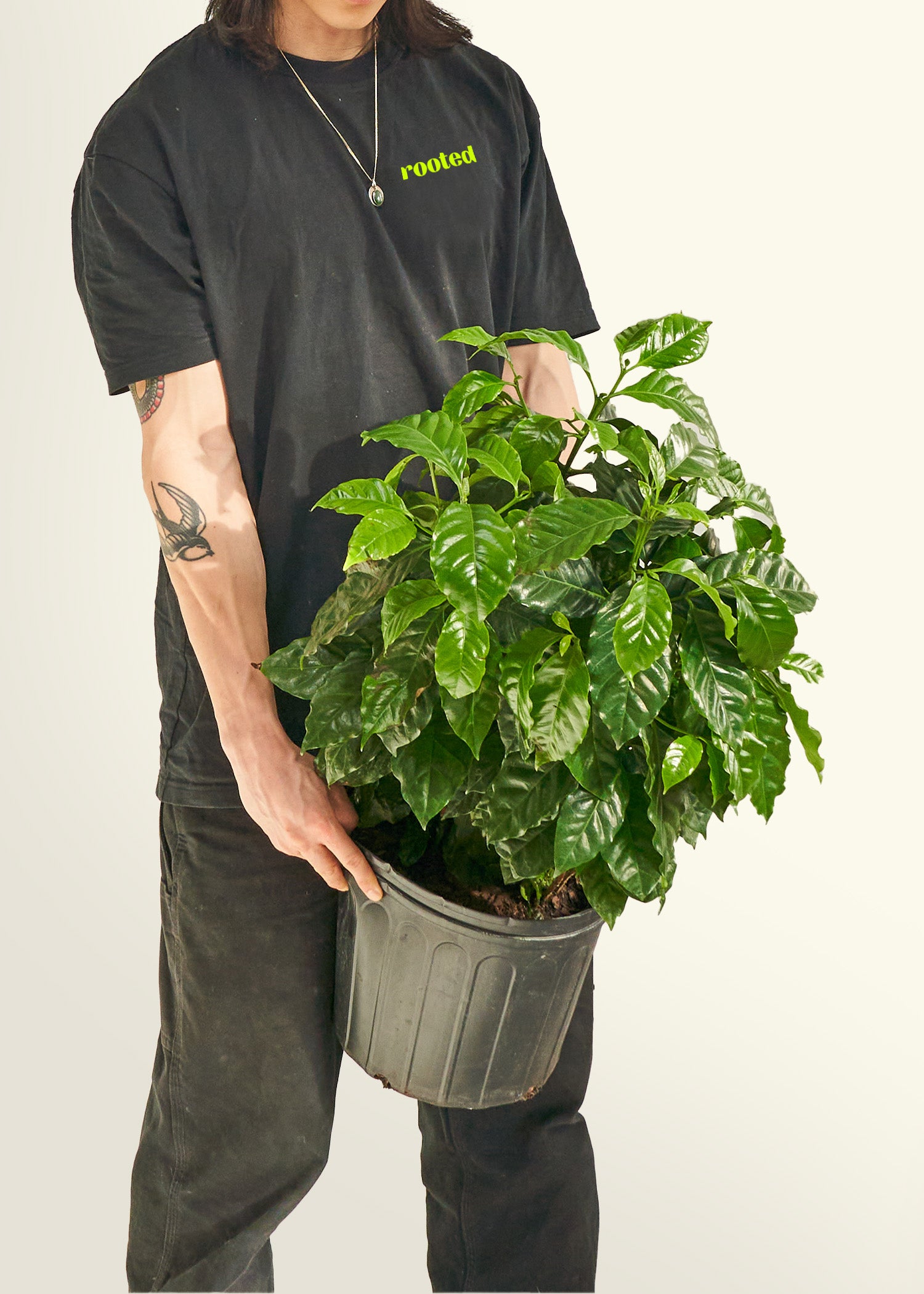 Coffee Plant in a 10 inches grow pot