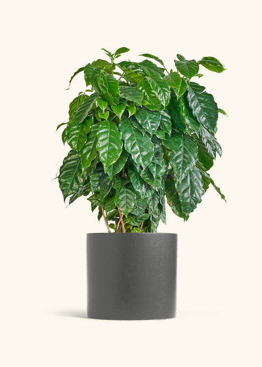 Coffee Plant in a 10 inches Charcoal Classic Cylinder Planter 
