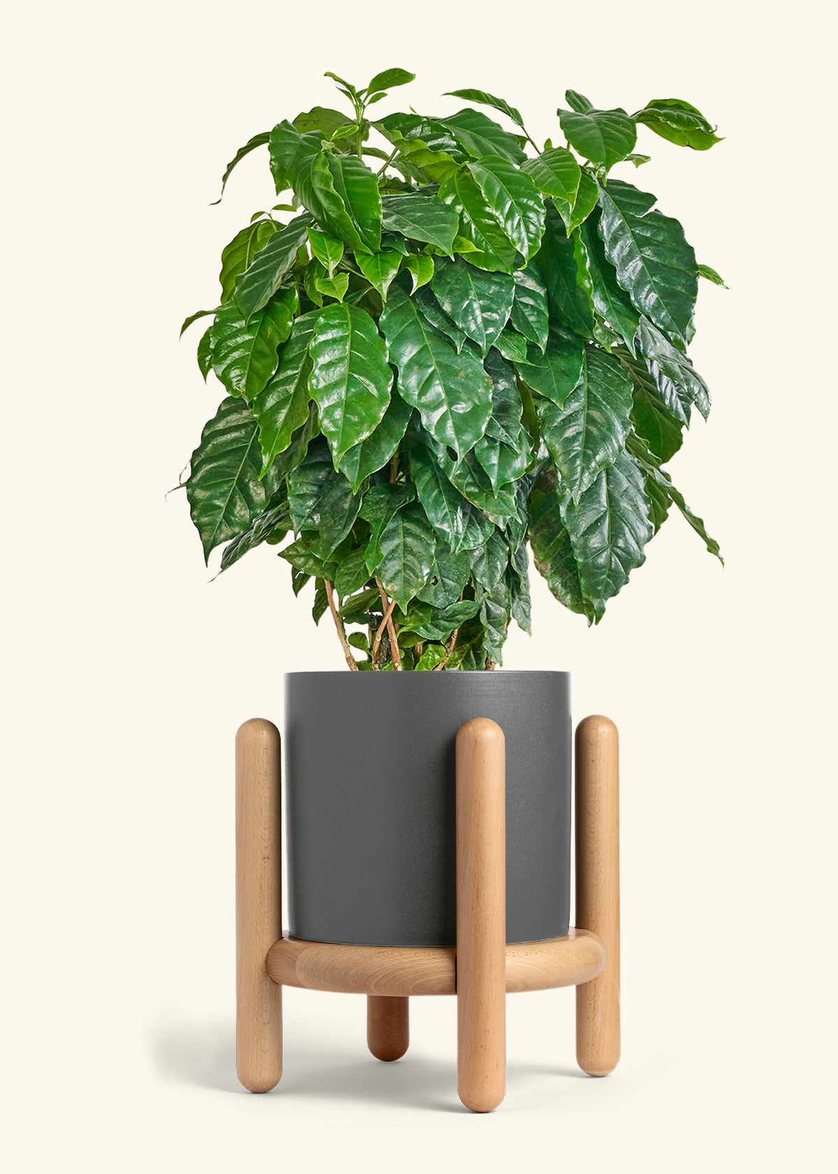 Coffee Plant in a 10 inches Oat Classic Cylinder Planter in a Oat Petal Drip Tray