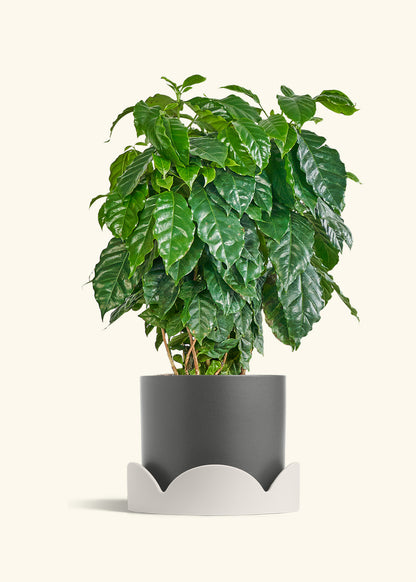 Coffee Plant in a 10 inches Charcoal Classic Cylinder Planter in a Oat Petal Drip Tray