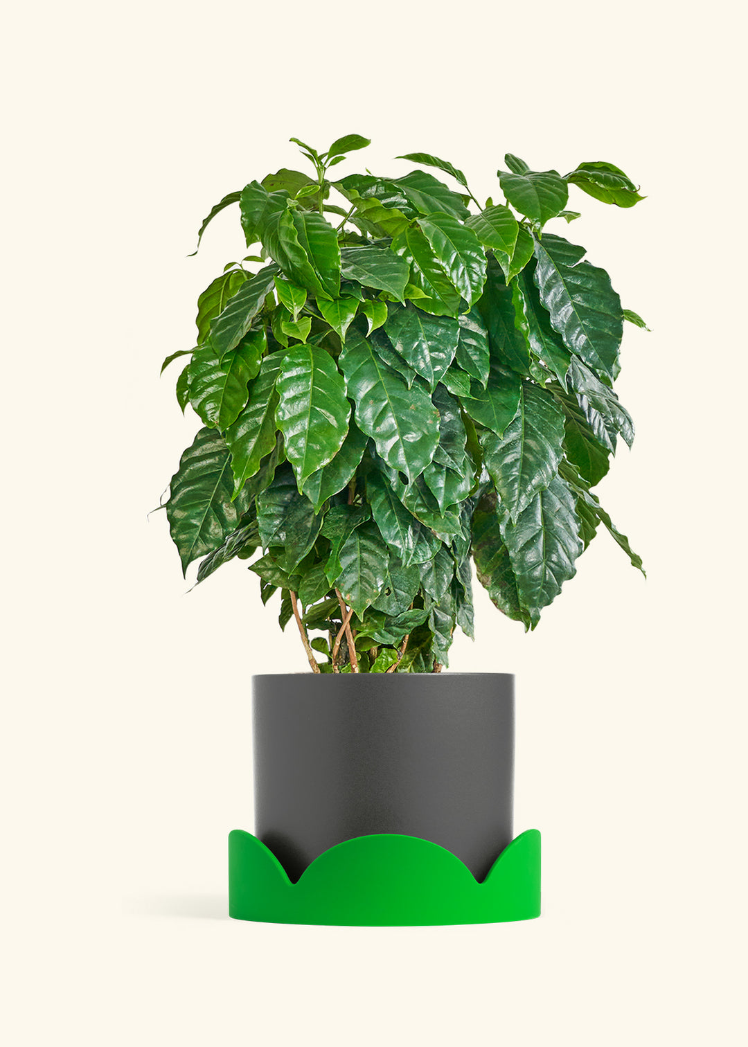 Coffee Plant in a 10 inches Charcoal Classic Cylinder Planter in a Shamrock Petal Drip Tray