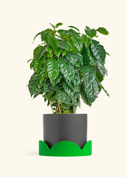 Coffee Plant in a 10 inches Charcoal Classic Cylinder Planter in a Shamrock Petal Drip Tray