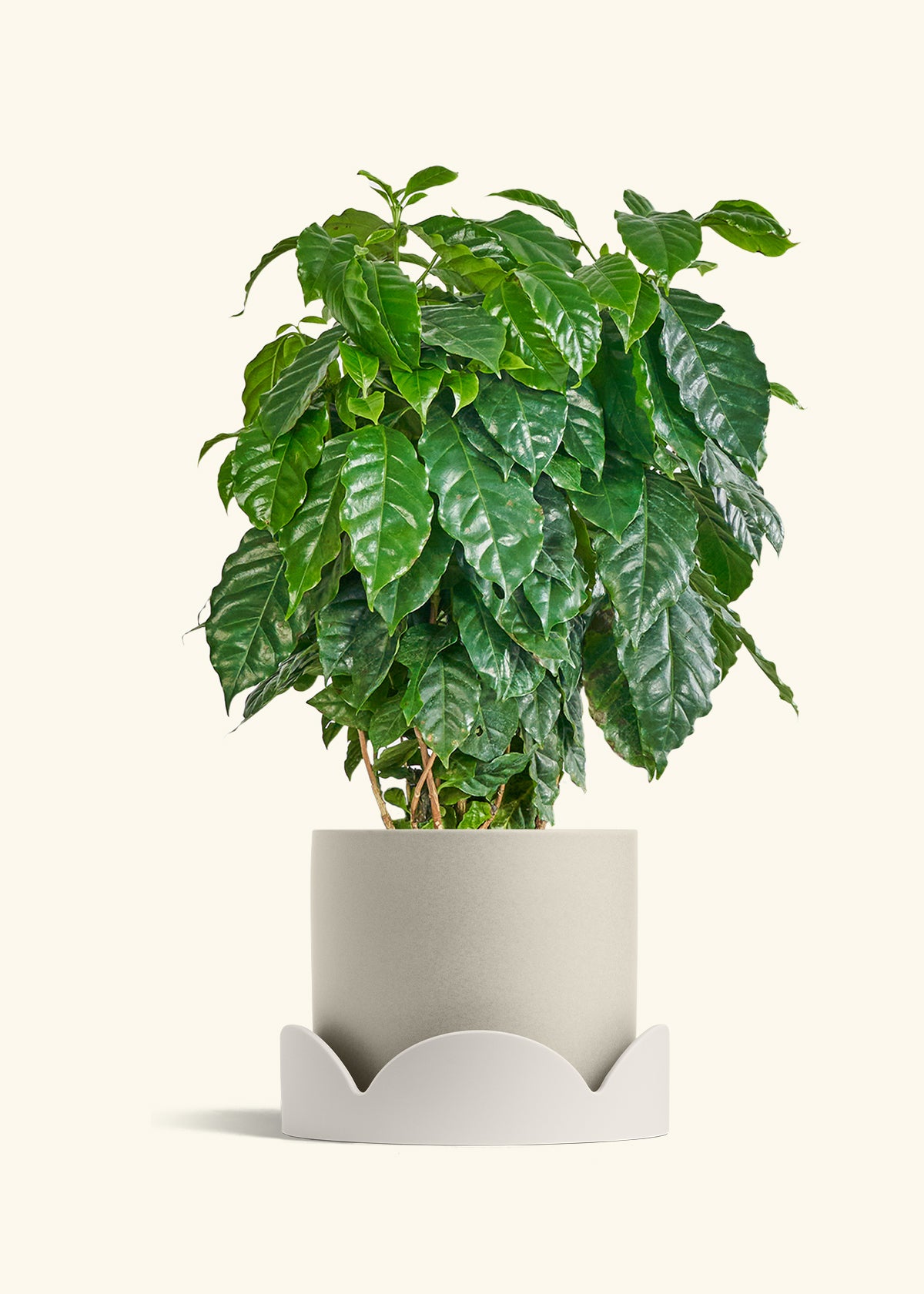 Coffee Plant in a 10 inches Oat Classic Cylinder Planter in a Shamrock Petal Drip Tray