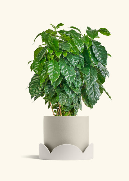 Coffee Plant in a 10 inches Oat Classic Cylinder Planter in a Shamrock Petal Drip Tray