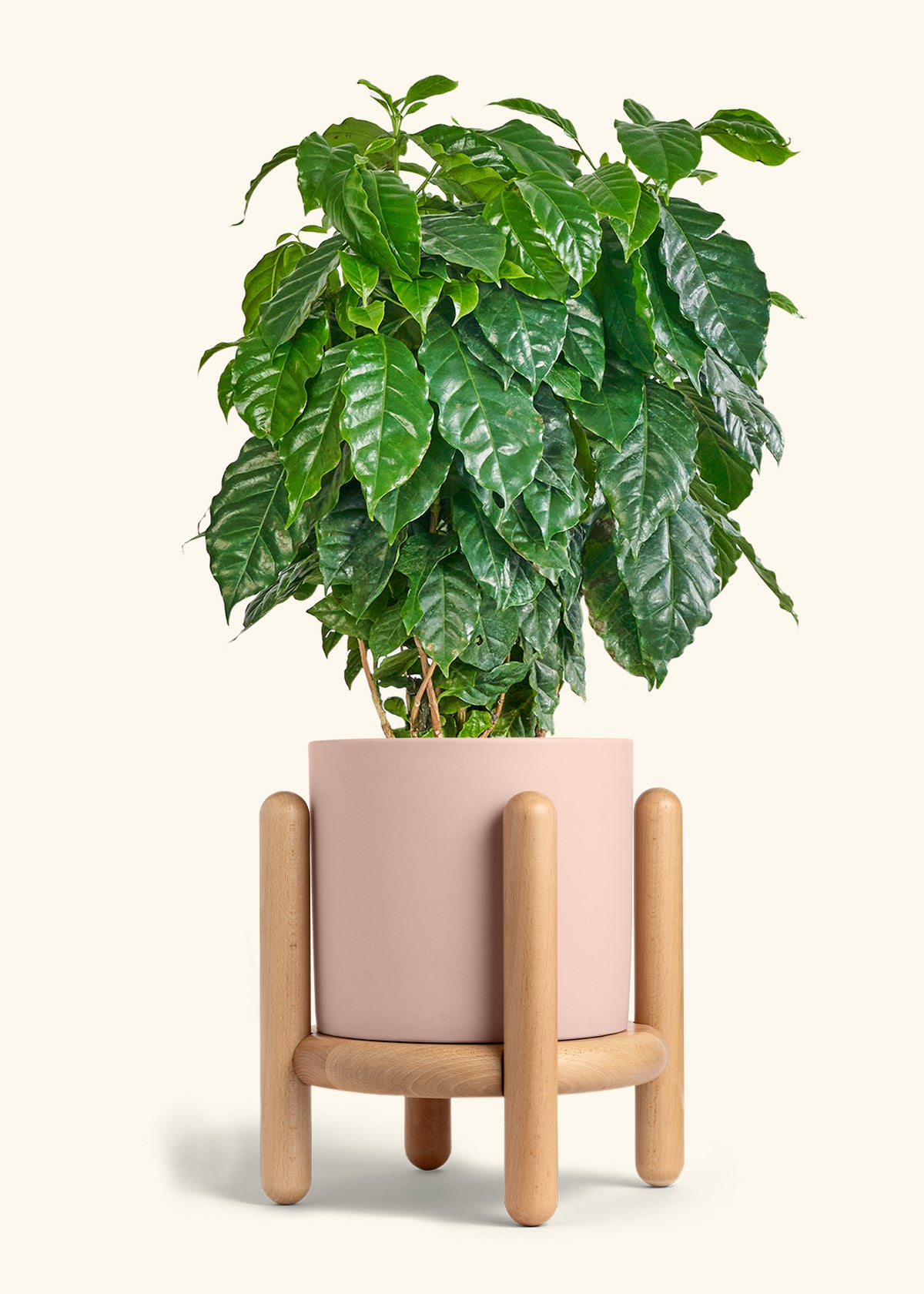 Coffee Plant in a 10 inches Pink Classic Cylinder Planter in a Beech Wood Stand