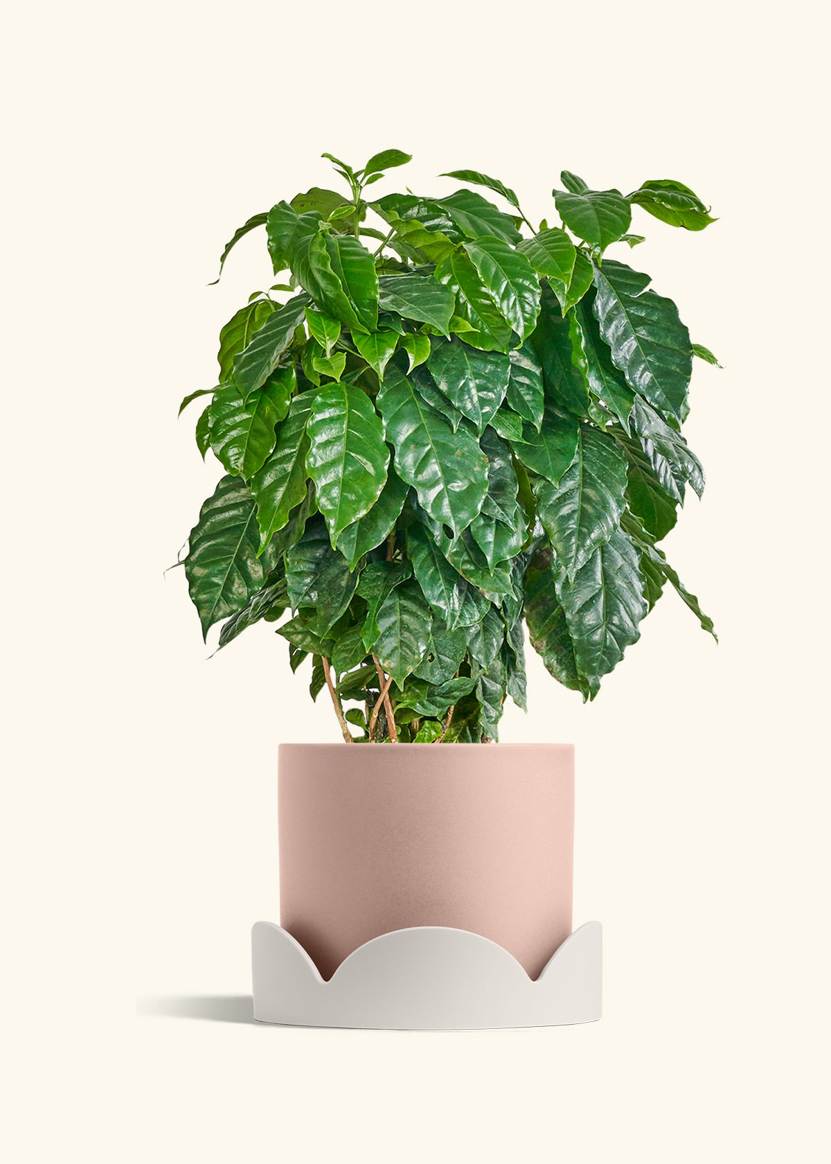 Coffee Plant in a 10 inches Pink Classic Cylinder Planter in a Oat Petal Drip Tray