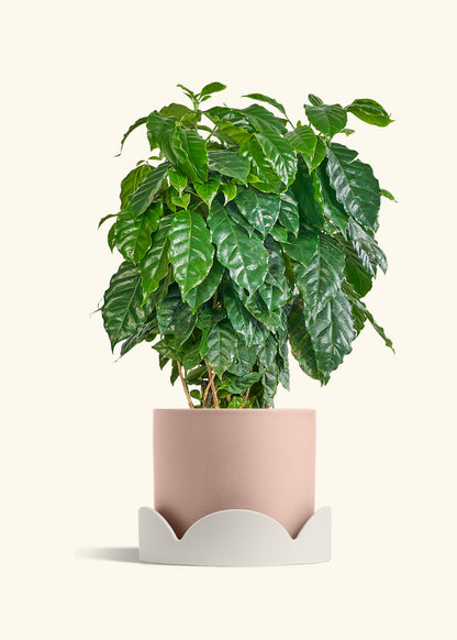 Coffee Plant in a 10 inches Pink Classic Cylinder Planter in a Oat Petal Drip Tray