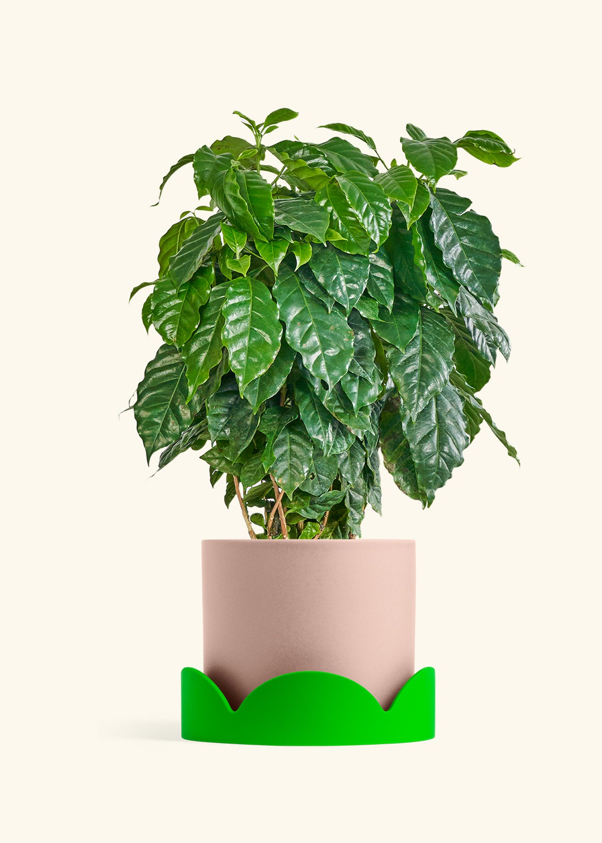 Coffee Plant in a 10 inches Pink Classic Cylinder Planter in a Shamrock Petal Drip Tray