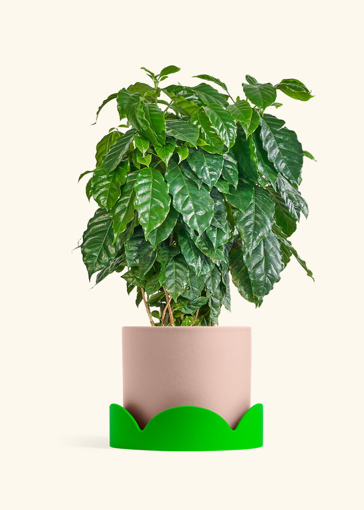 Coffee Plant in a 10 inches Pink Classic Cylinder Planter in a Shamrock Petal Drip Tray
