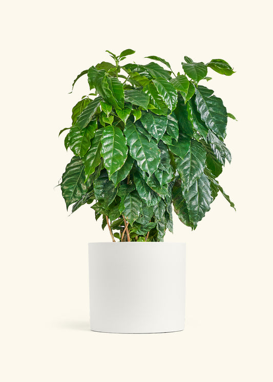 Coffee Plant in a 10 inches White Classic Cylinder Planter 