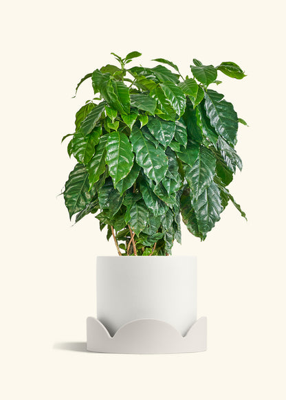 Coffee Plant in a 10 inches White Classic Cylinder Planter in a Oat Petal Drip Tray