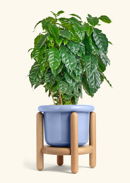 Coffee Plant in a 10 inches Fat Lip Blue Planter in a Beech Wood Stand