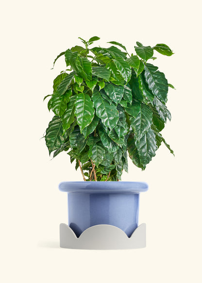 Coffee Plant in a 10 inches Fat Lip Blue Planter in a Oat Petal Drip Tray
