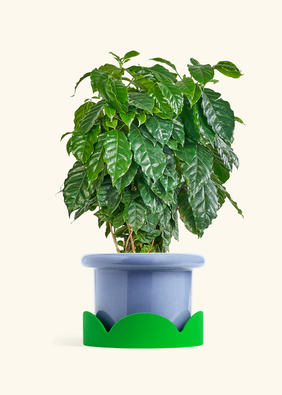 Coffee Plant in a 10 inches Fat Lip Blue Planter in a Shamrock Petal Drip Tray