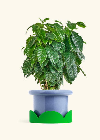 Coffee Plant in a 10 inches Fat Lip Blue Planter in a Shamrock Petal Drip Tray