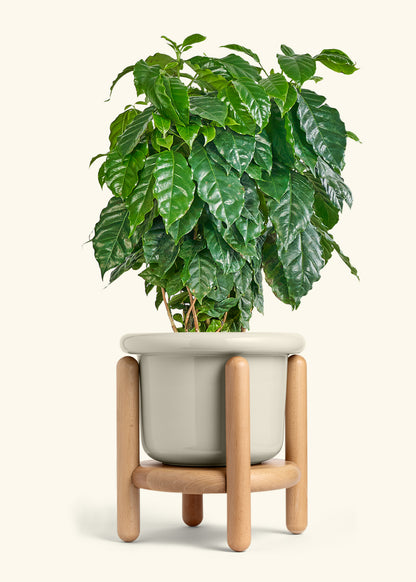 Coffee Plant in a 10 inches Fat Lip Oat Planter in a Beech Wood Stand