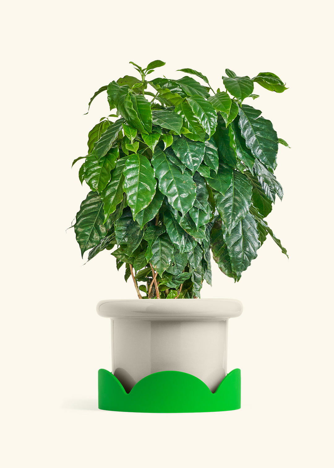 Coffee Plant in a 10 inches Fat Lip Oat Planter in a Shamrock Petal Drip Tray
