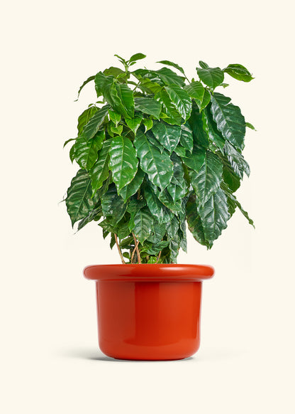 Coffee Plant in a 10 inches Fat Lip Red Planter 