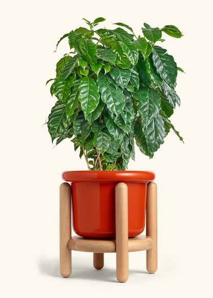Coffee Plant in a 10 inches Fat Lip Red Planter in a Beech Wood Stand