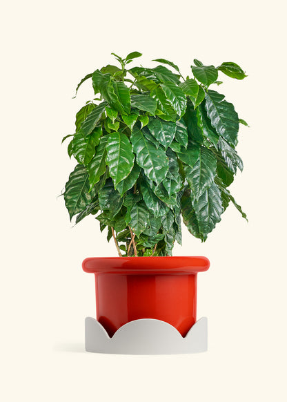 Coffee Plant in a 10 inches Fat Lip Red Planter in a Oat Petal Drip Tray