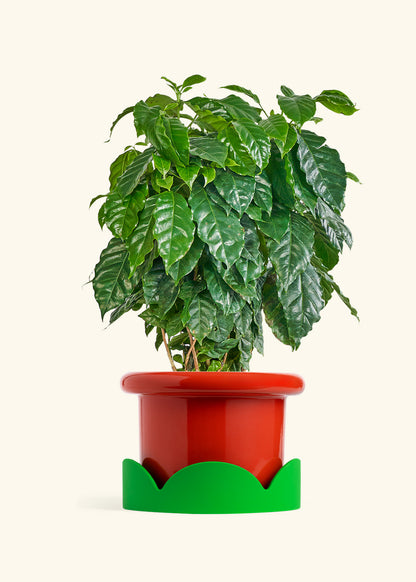 Coffee Plant in a 10 inches Fat Lip Red Planter in a Shamrock Petal Drip Tray