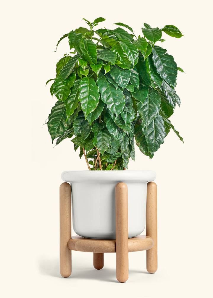 Coffee Plant in a 10 inches Fat Lip White Planter in a Beech Wood Stand