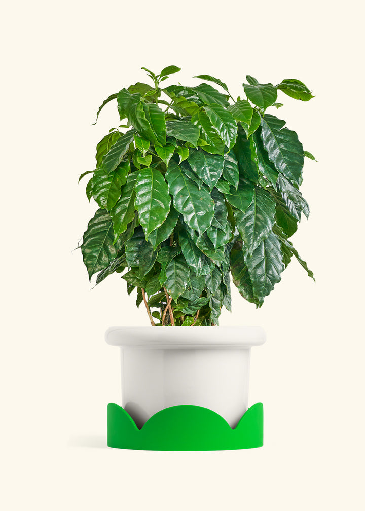 Coffee Plant in a 10 inches Fat Lip White Planter in a Shamrock Petal Drip Tray
