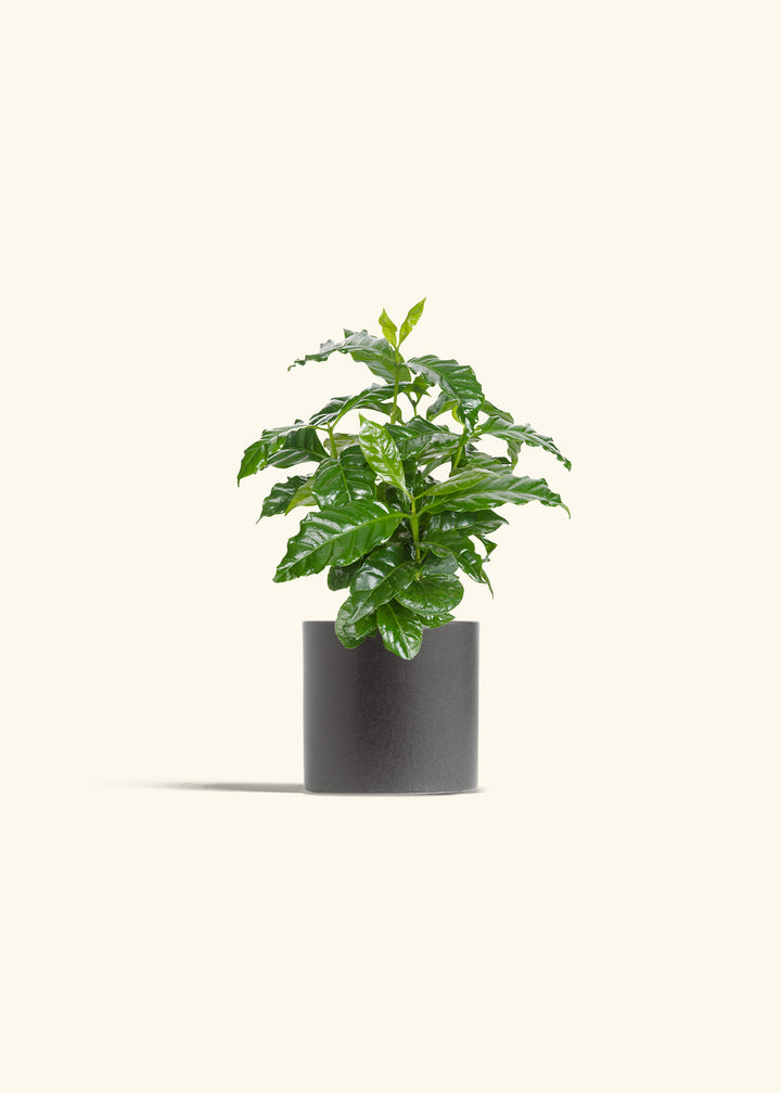 Coffee Plant in a 4 inches Pink Classic Cylinder Planter in a Beech Wood Stand