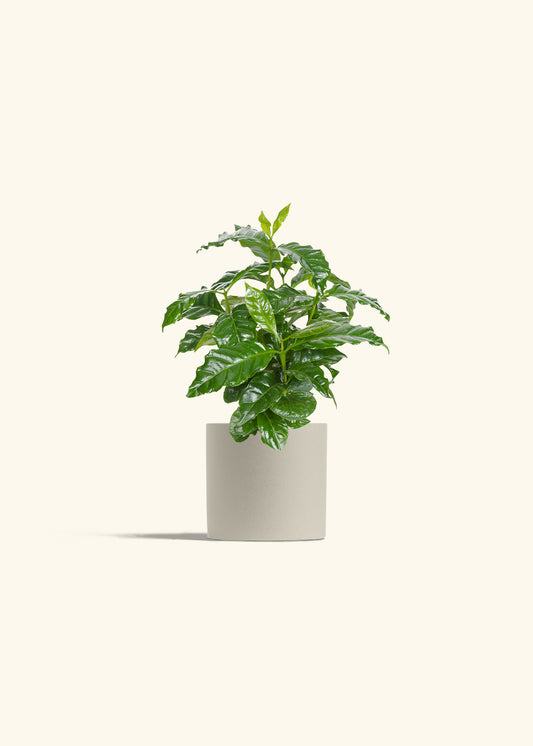 Coffee Plant in a 4 inches Oat Classic Cylinder Planter 