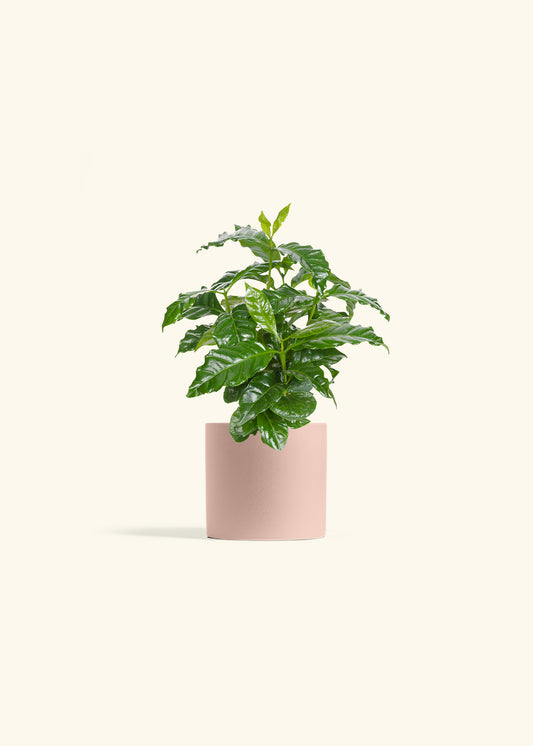 Coffee Plant in a 4 inches Charcoal Classic Cylinder Planter in a Beech Wood Stand