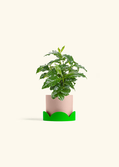 Coffee Plant in a 4 inches Pink Classic Cylinder Planter 