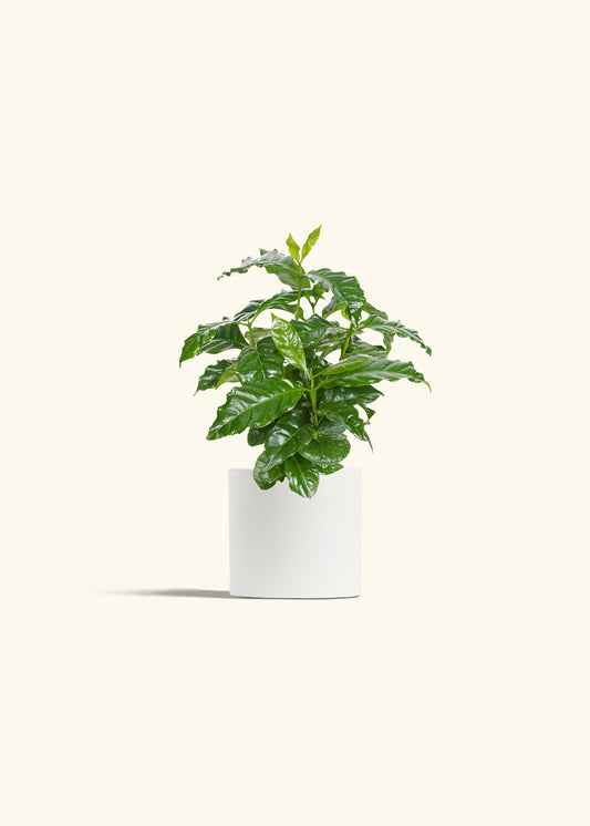 Coffee Plant in a 4 inches White Classic Cylinder Planter 