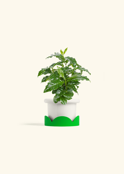 Coffee Plant in a 4 inches Fat Lip White Planter in a Oat Petal Drip Tray