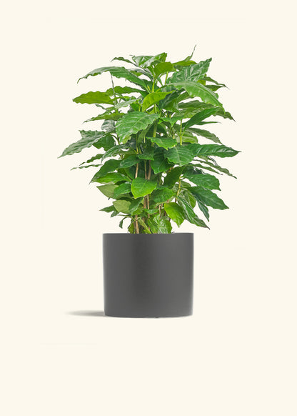Coffee Plant in a 6 inches Charcoal Classic Cylinder Planter 