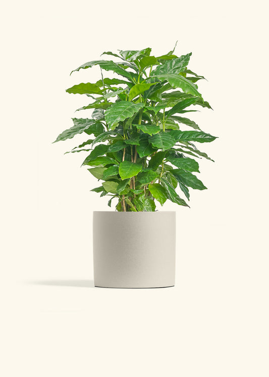 Coffee Plant in a 6 inches Oat Classic Cylinder Planter 